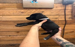 Mixed Breed dogs for sale: Staff/lab/collie pups  - Advert 8