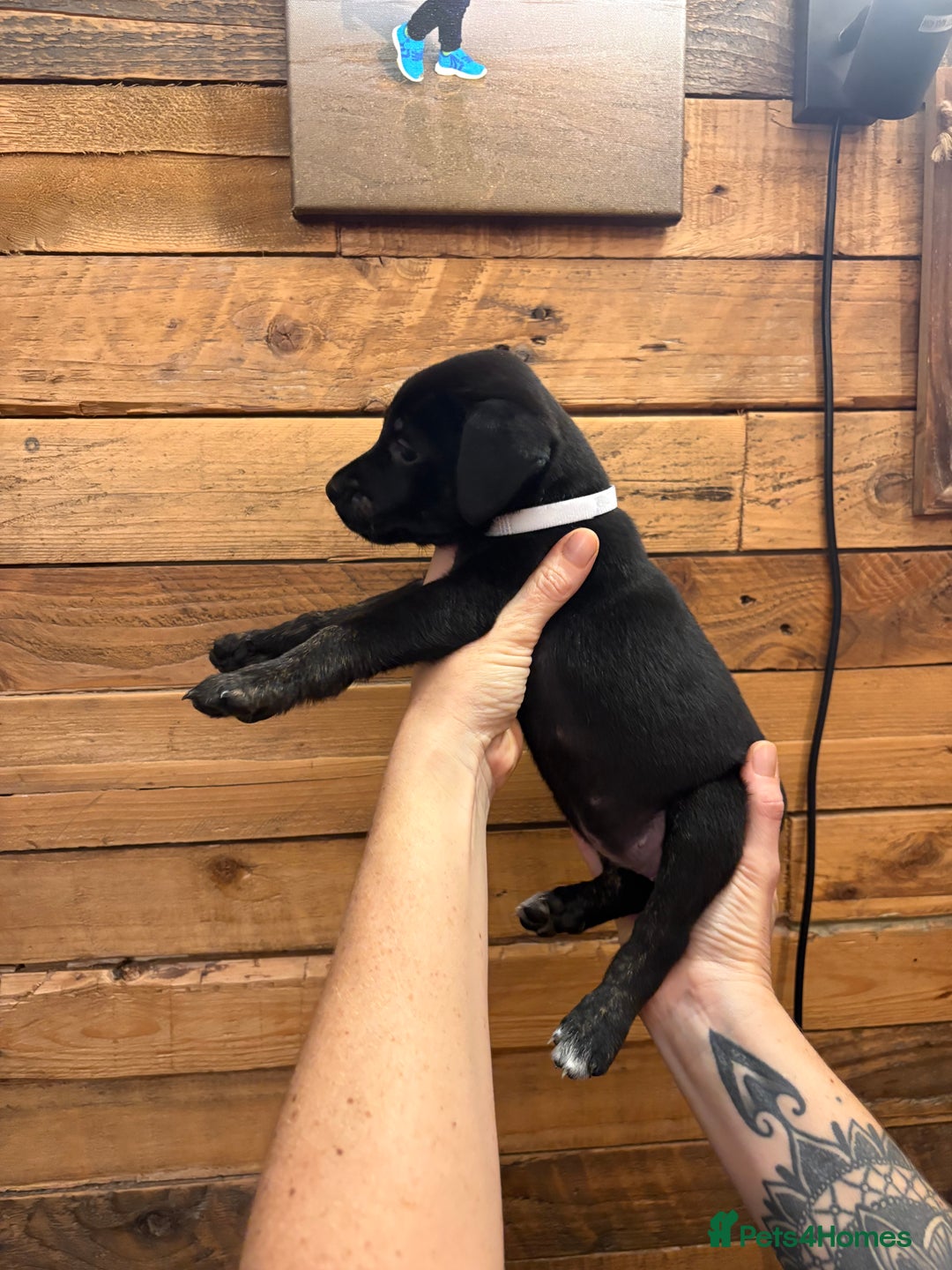 Mixed Breed dogs for sale: Staff/lab/collie pups  - Advert 8