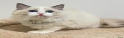 Ragdoll cats for sale: TICA Reg Ragdoll Kittens from Show-Winning Lines - Advert 13