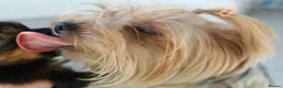 Yorkshire Terrier dogs for sale: Adorable Yorkshire Terrier Puppies 5 11.11.2026 - Advert 15