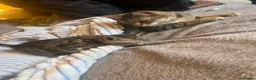 Mixed Breed cats for sale: Beautiful kittens  - Advert 26