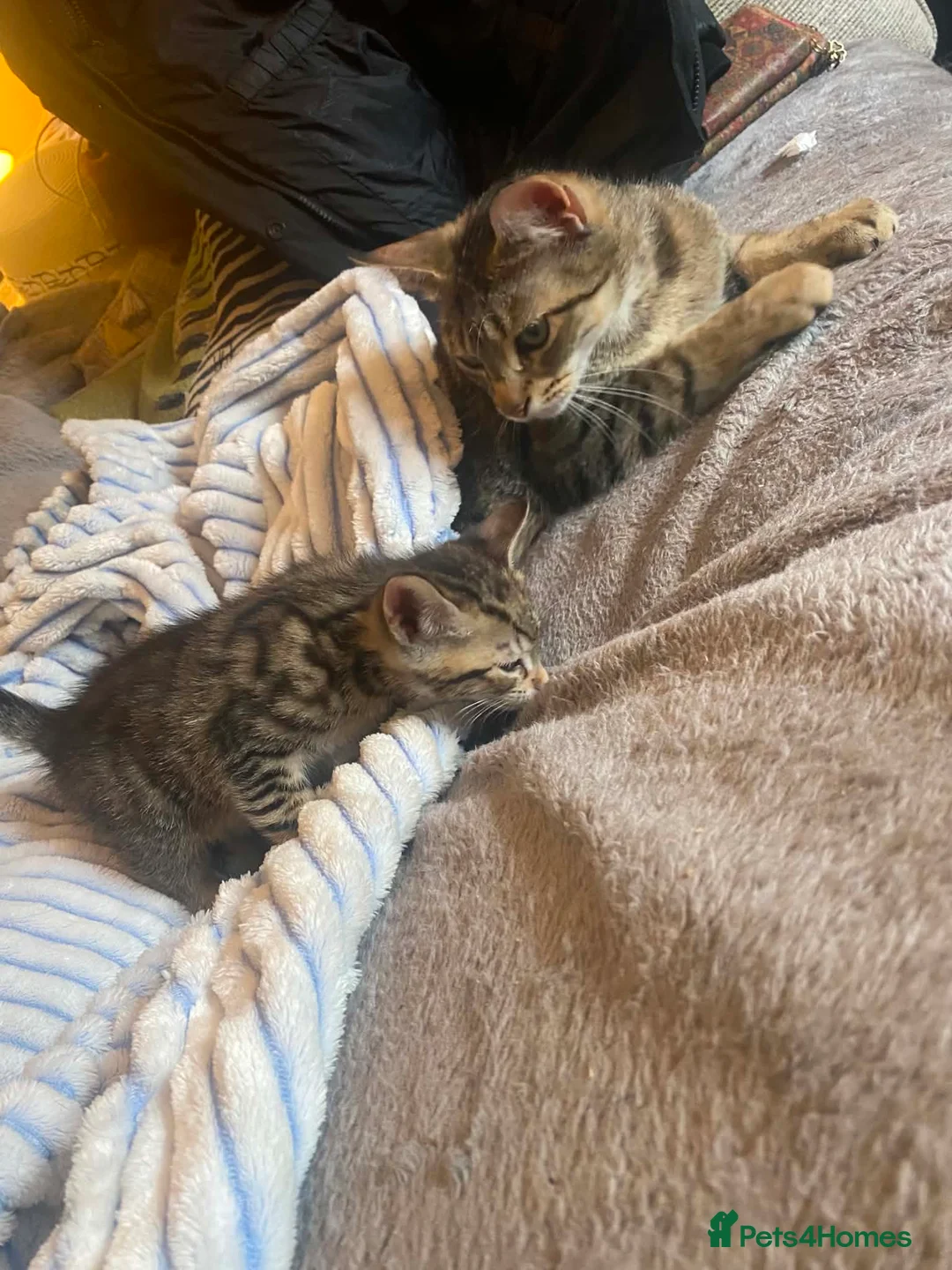 Mixed Breed cats for sale: Beautiful kittens  - Advert 26