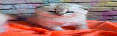 Scottish Fold Kitten 2