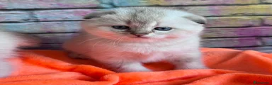 Scottish Fold Kitten 2
