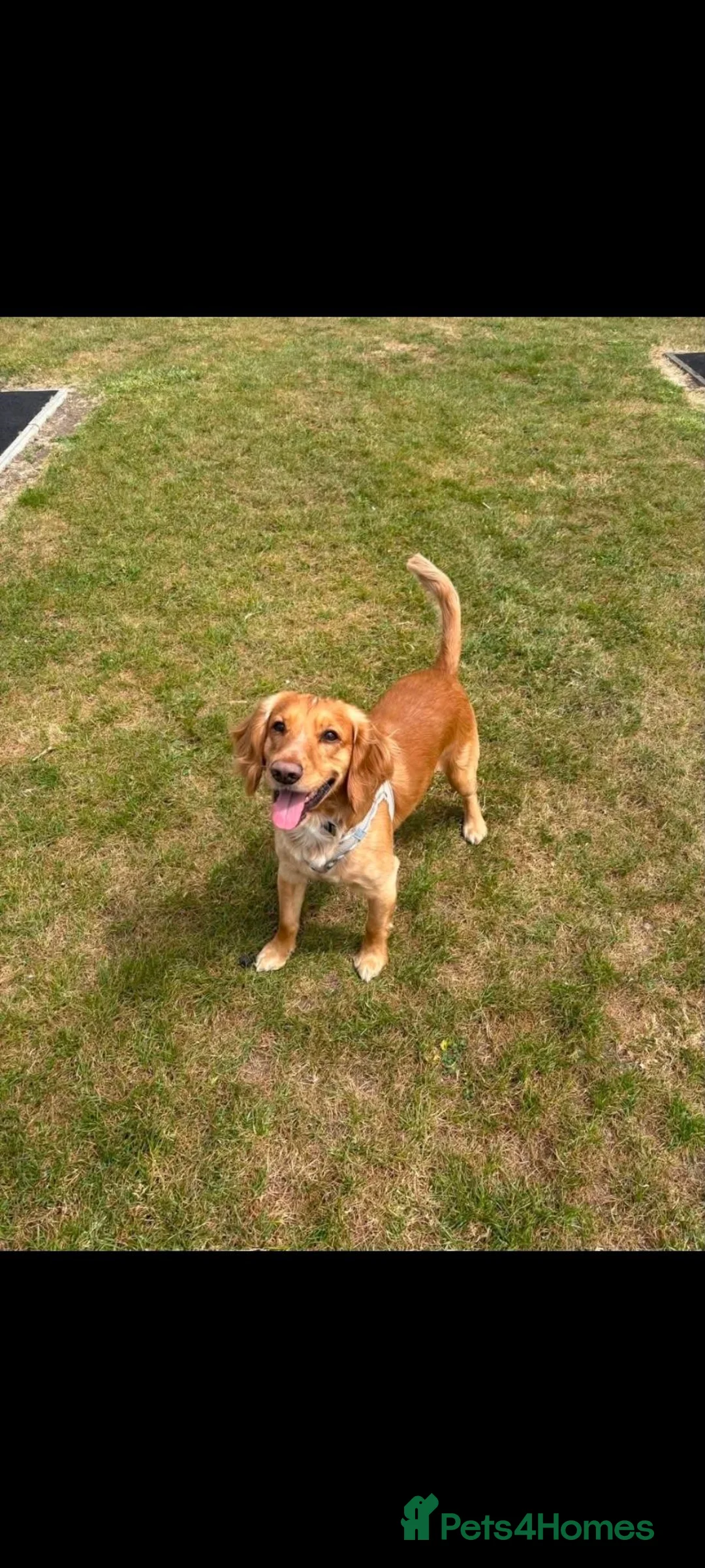 Cocker Spaniel dogs for sale: 5 year old cocker spaniel male - Advert 6