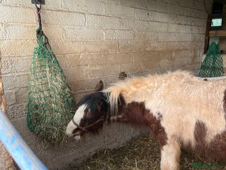 Irish Cob horses Ollie beautiful cob colt - Advert 1