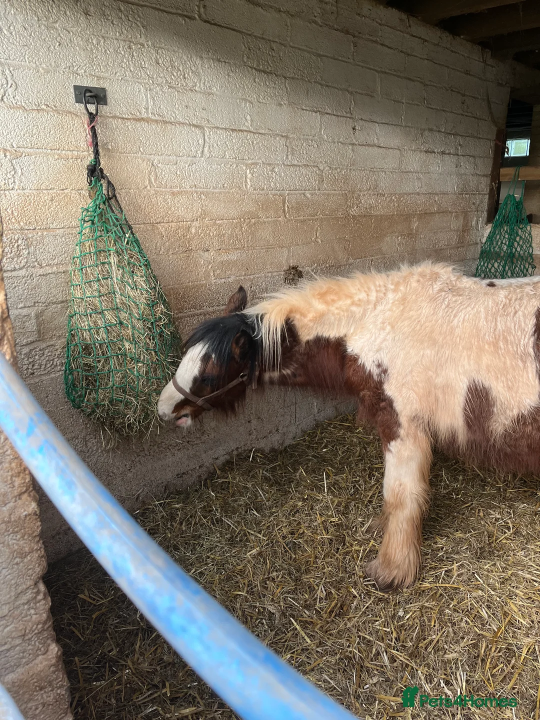 Irish Cob horses for sale: beautiful cob colt  - Advert 3