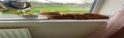 Domestic Shorthair cats for sale: Domestic shorthair  in Leeds - Advert 8