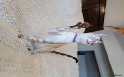 Bengal cats for sale: 🤍🖤🩶 Bengal Kittens 🩶🖤🤍 in Barnoldswick - Image 17