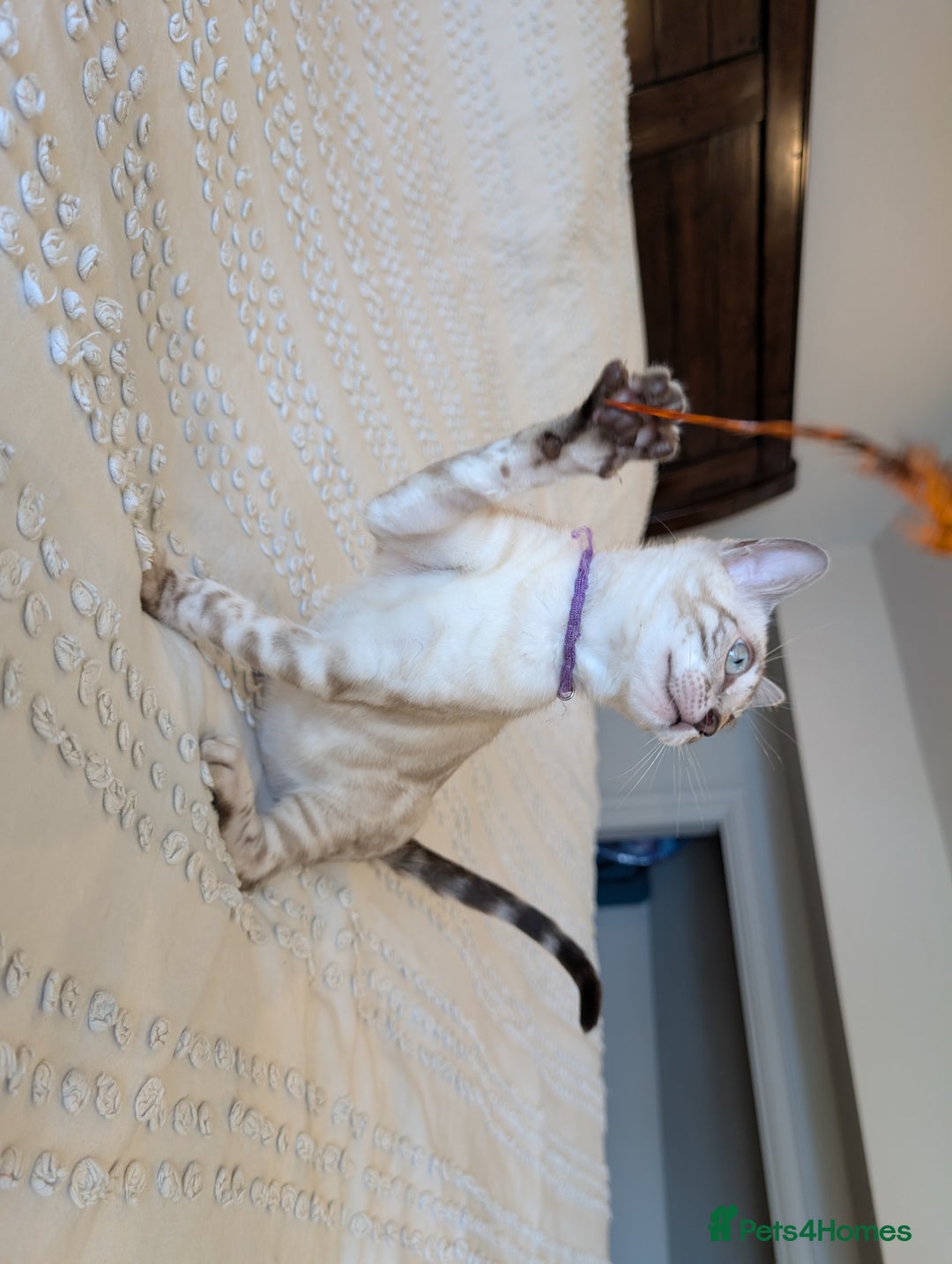 Bengal cats for sale: 🤍🖤🩶 Bengal Kittens 🩶🖤🤍 in Barnoldswick - Image 17