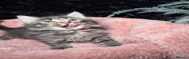 DLH kitten 1