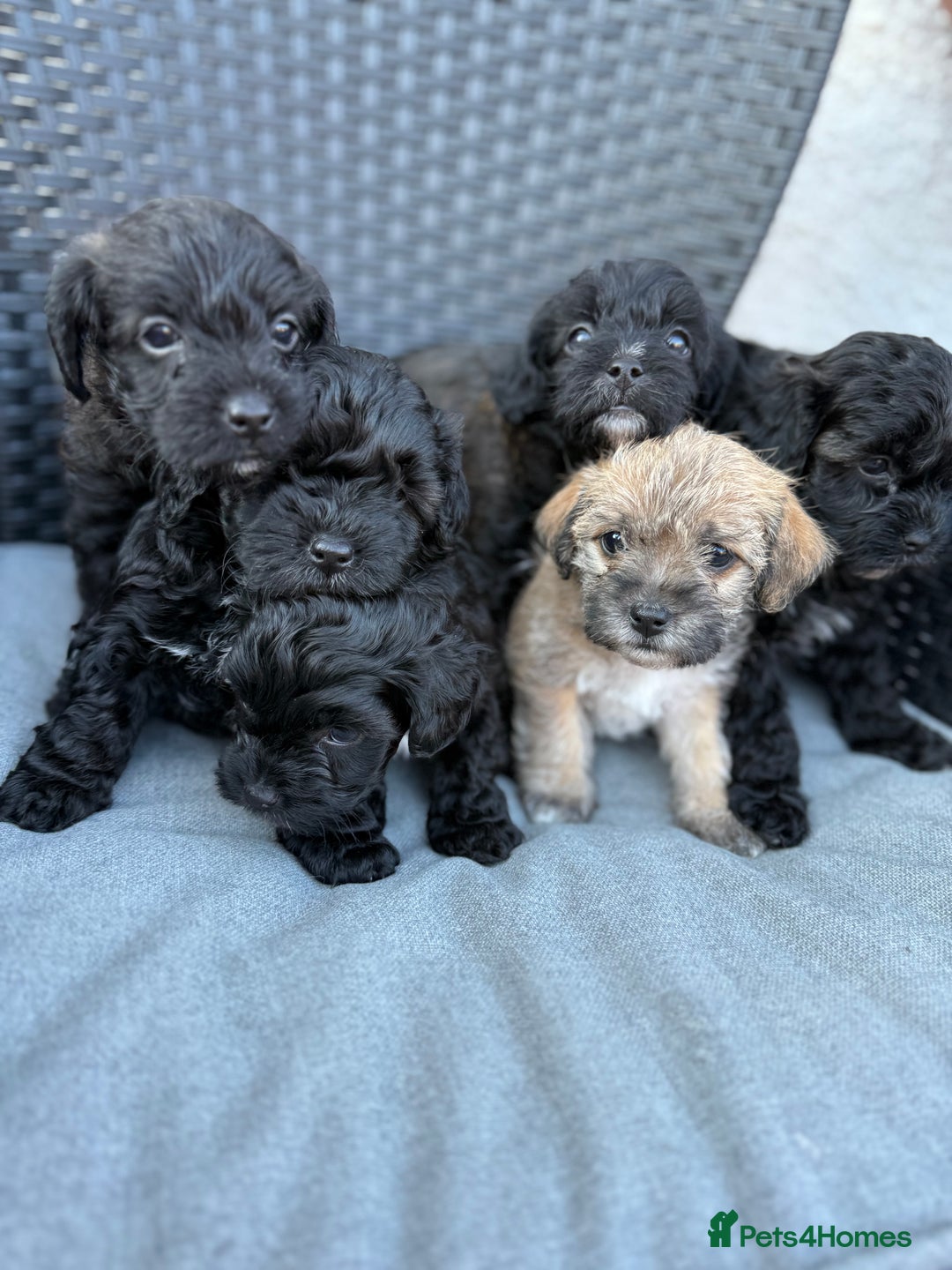 Yorkshire Terrier dogs for sale: Yorkies  - Image 3