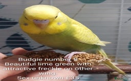 Budgerigars birds for sale: Superb home bred beautifully coloured baby budgies - Image 17