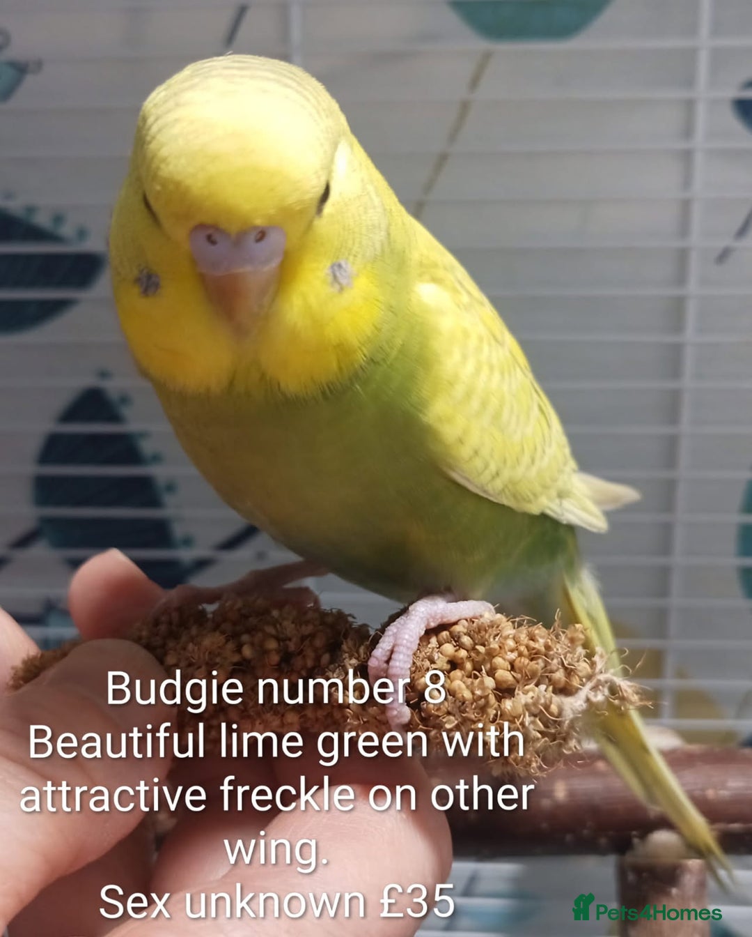 Budgerigars birds for sale: Superb home bred beautifully coloured baby budgies - Image 17
