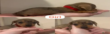 Miniature Dachshund Puppy 5