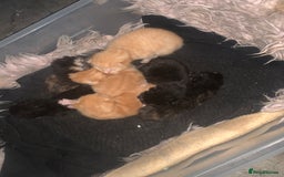 Mixed Breed cats for sale: Gorgeous kittens💗 - Image 1