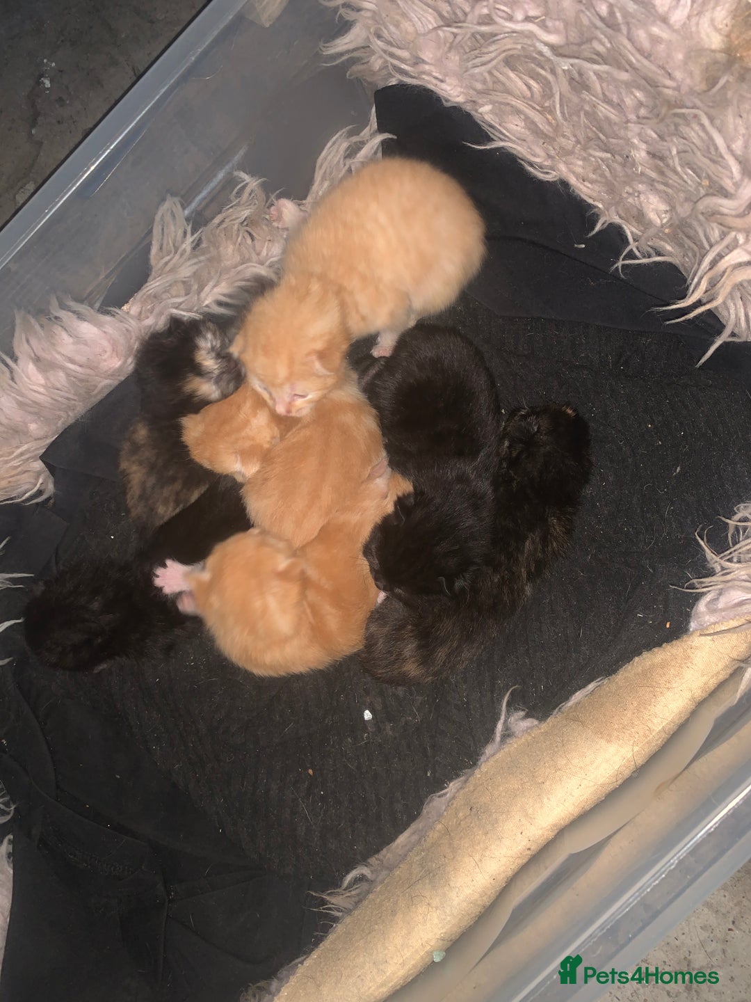 Mixed Breed cats for sale: Gorgeous kittens💗 - Image 1