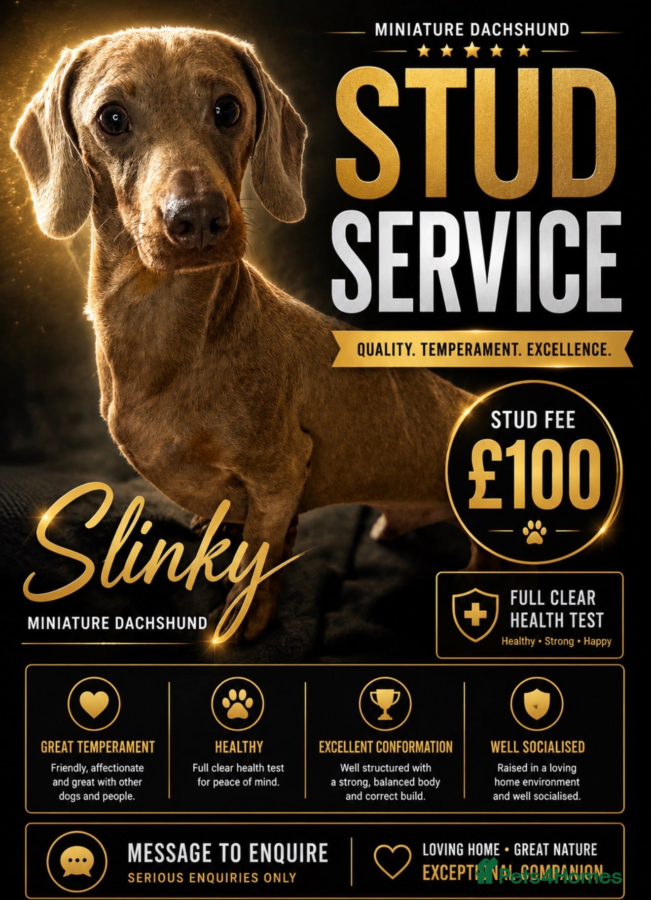 Miniature Dachshund dogs Miniature dachshund stud Isabella & tan  - Advert 1
