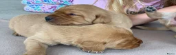 Labrador Retriever dogs for sale: KC Labrador puppies - Advert 2