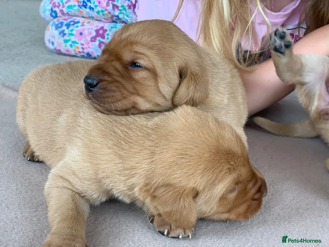 Labrador Retriever dogs for sale: KC Labrador puppies - Advert 2