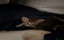 Bengal cats for sale:  READY 3 Bengal kittens for sale (please read) - Image 3