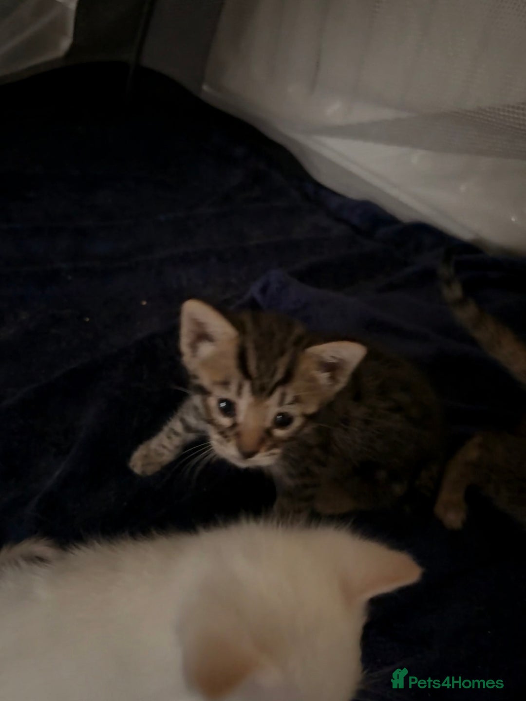 Bengal cats for sale:  READY 3 Bengal kittens for sale (please read) - Image 3