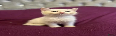 British Shorthair 1