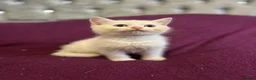 British Shorthair cats for sale: Gccf British Shorthair kittens  - Advert 22