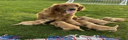 Golden Retriever dogs for sale: Beautiful KC Golden Retriever Puppies - Advert 14