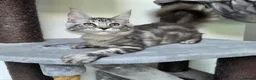 Maine Coon cats for sale: Maine Coon Kittens Fife Registered  - Advert 12