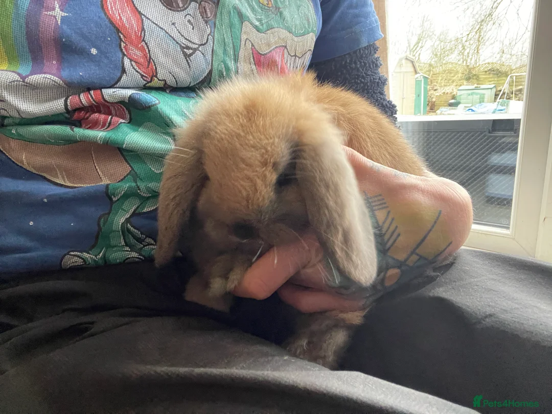 Mini Lop rabbits for sale: Pure bred mini lop baby rabbits for sale - Advert 1