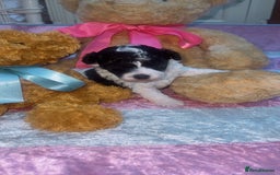 Jackapoo dogs for sale:  Ready on the 18th of December 3 jackapoo puppy’s - Advert 2