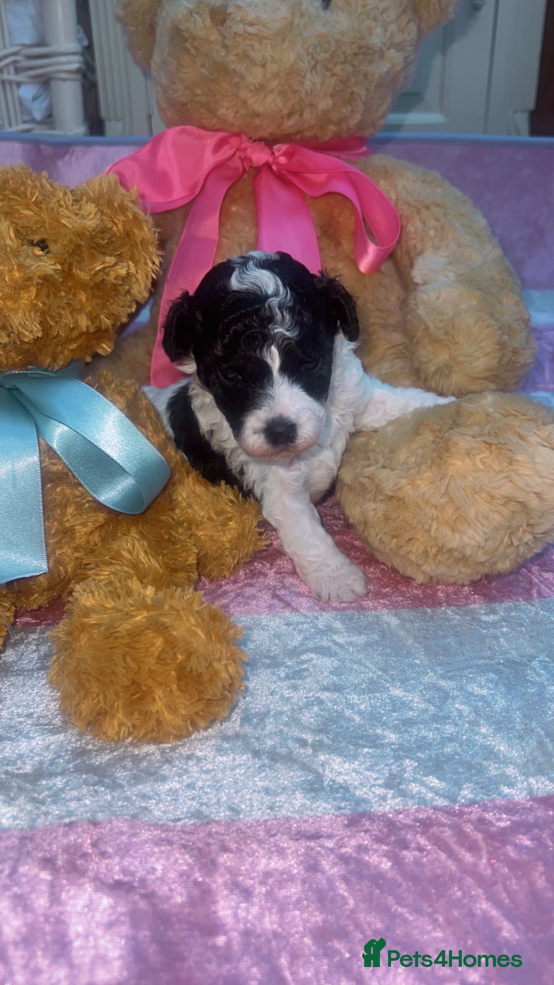 Jackapoo dogs for sale:  Ready on the 18th of December 3 jackapoo puppy’s - Advert 2