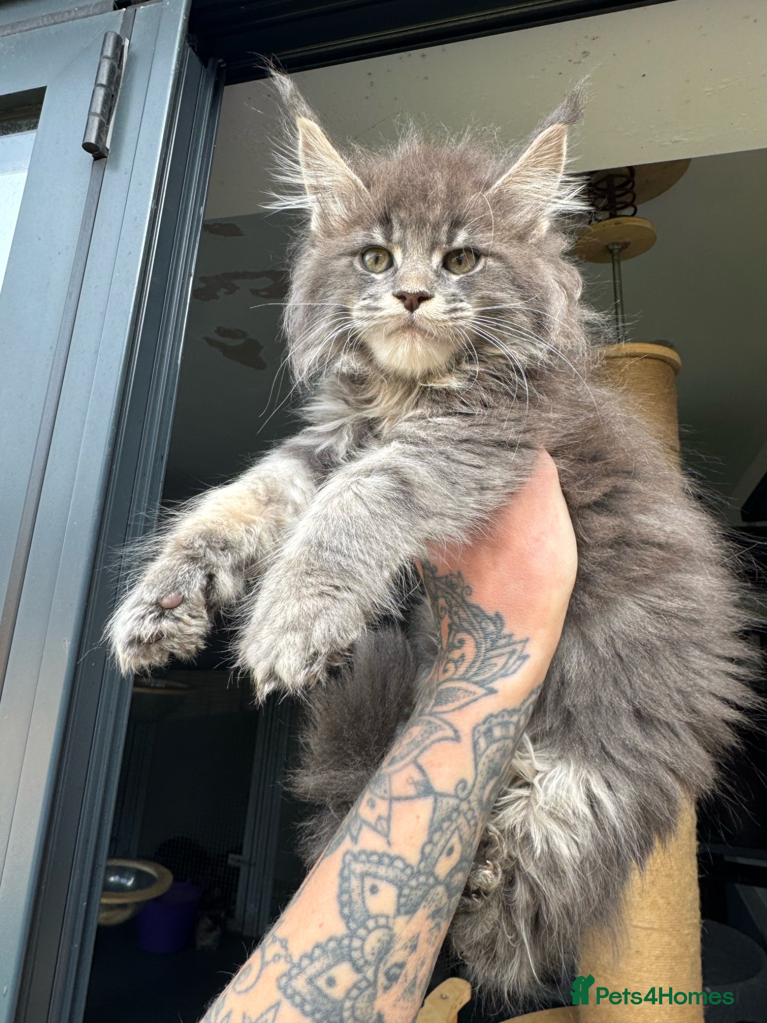 Maine Coon cats Russian Import Health Tested Loved Kittens - Advert 11