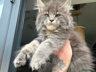 Maine Coon cats Russian Import Health Tested Loved Kittens - Advert 11