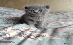 Scottish Fold cats for sale: Adorable Scottish fold x BSH kittens ready soon! - Image 4