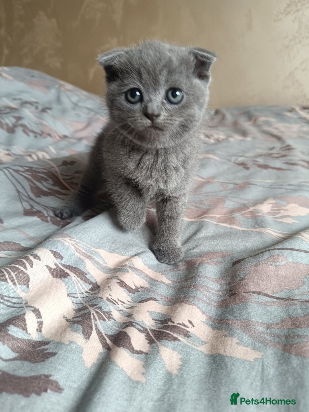 Scottish Fold cats for sale: Adorable Scottish fold x BSH kittens ready soon! - Image 4