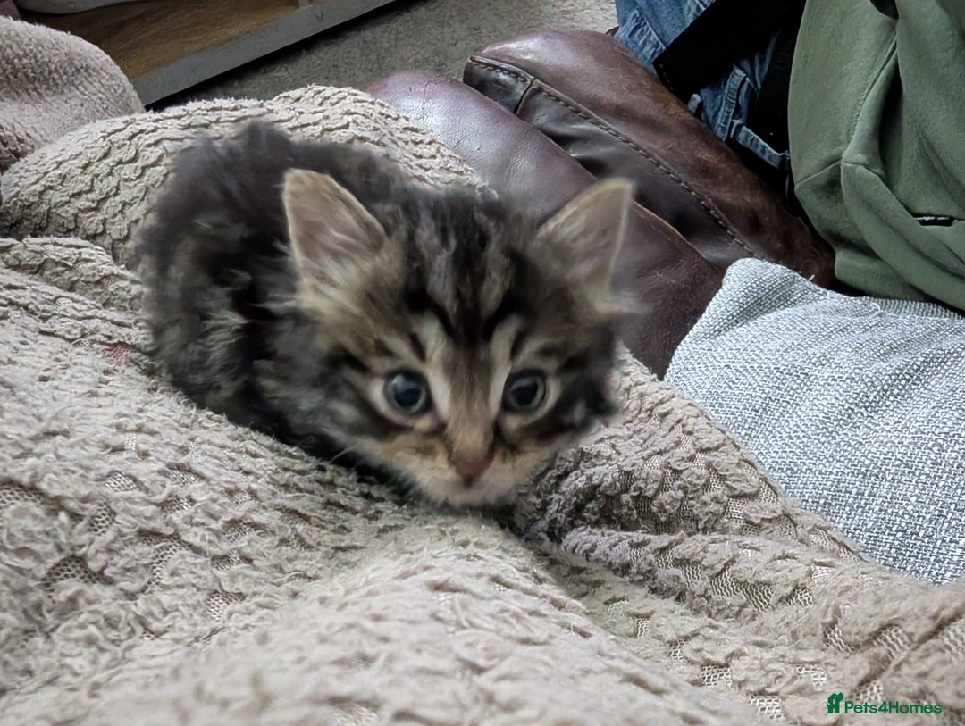 Mixed Breed cats for sale: Fluffy Ragdoll type kittens  - Advert 3