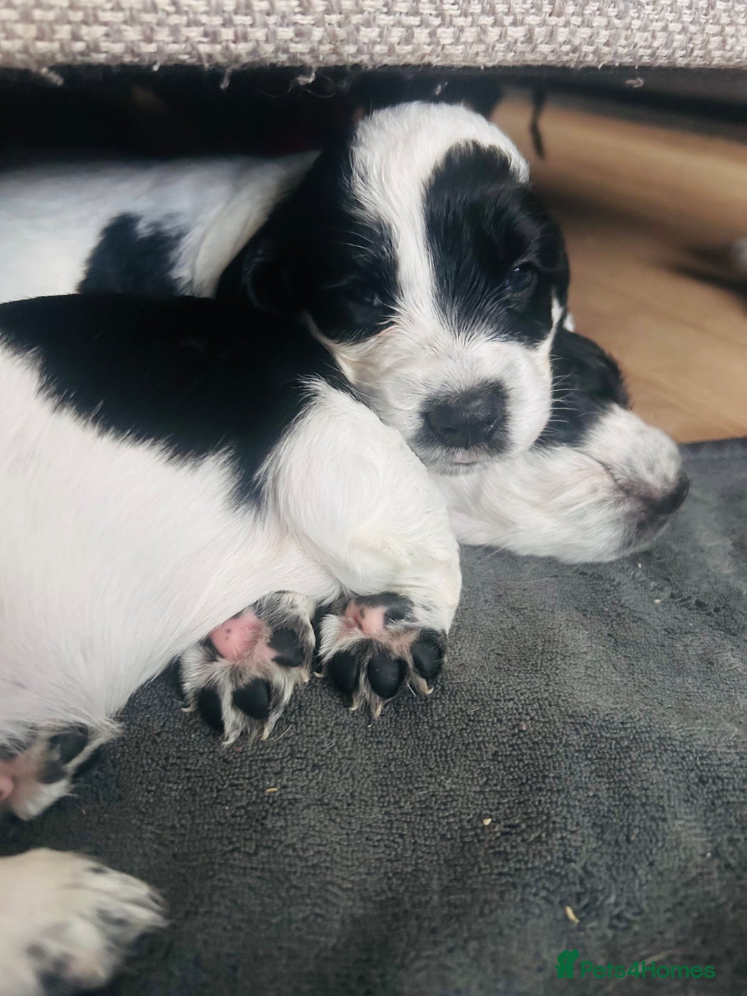 Cocker Spaniel dogs for sale: KC Registered Working Cocker Spaniel puppies - Image 19