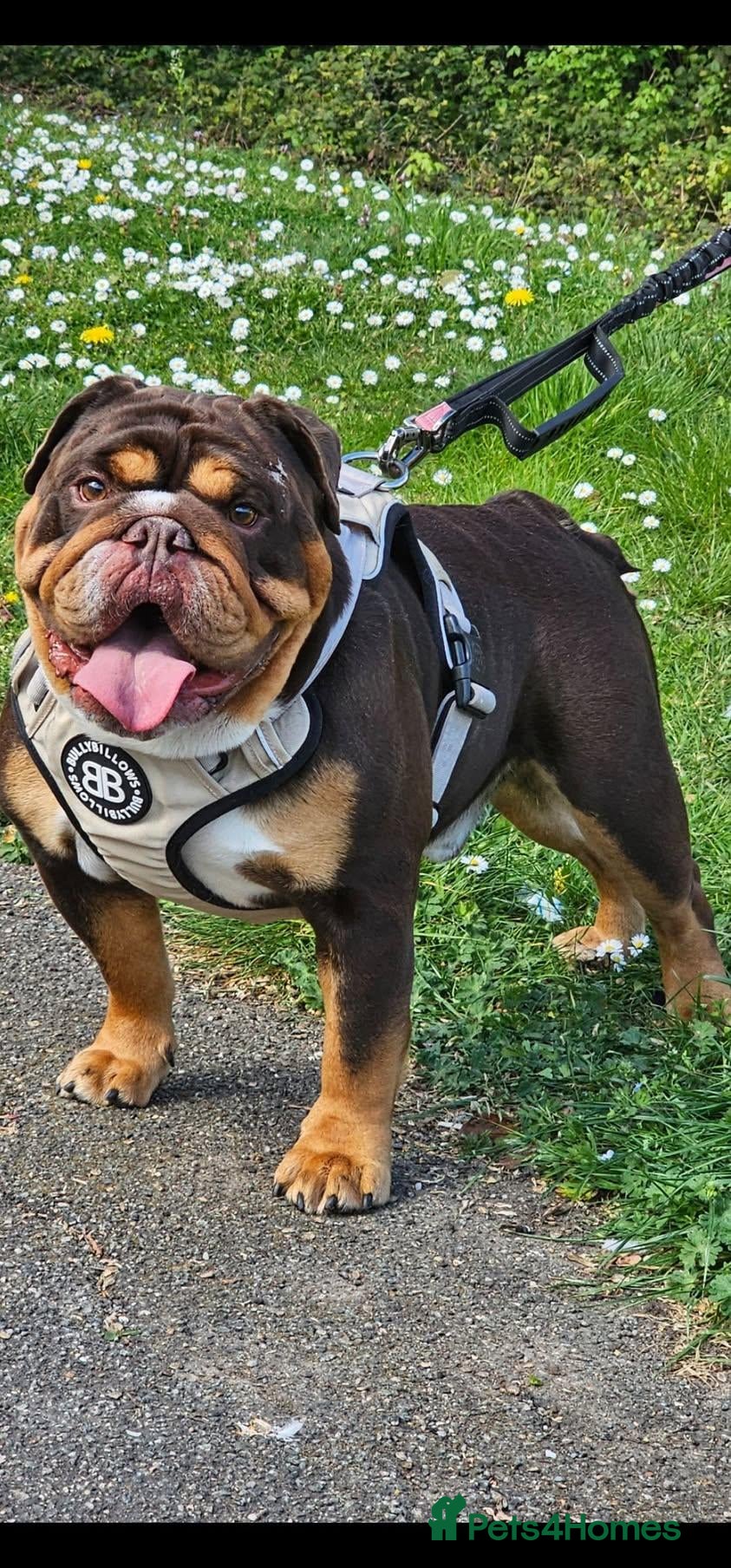 English Bulldog dogs KC BRITISH BULLDOG FOR STUD  - Advert 7