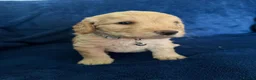 Cockapoo dogs for sale: Beautiful Litter Of Cockapoo Puppies in Colchester - Advert 21