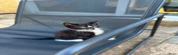 Domestic Shorthair cats for sale: Tuxedo female kittens in Chelmsford - Advert 2