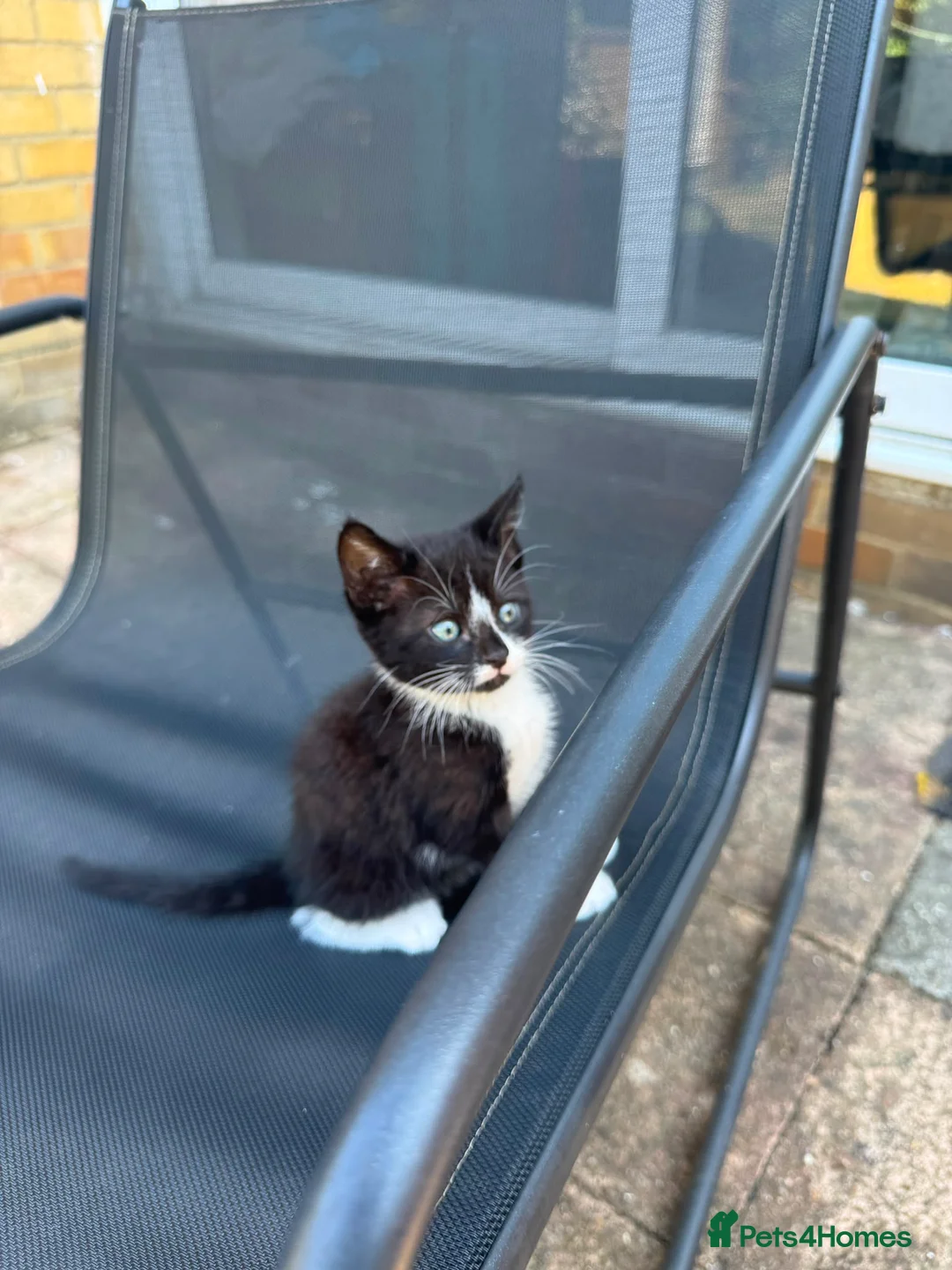 Domestic Shorthair cats for sale: Tuxedo female kittens in Chelmsford - Advert 2