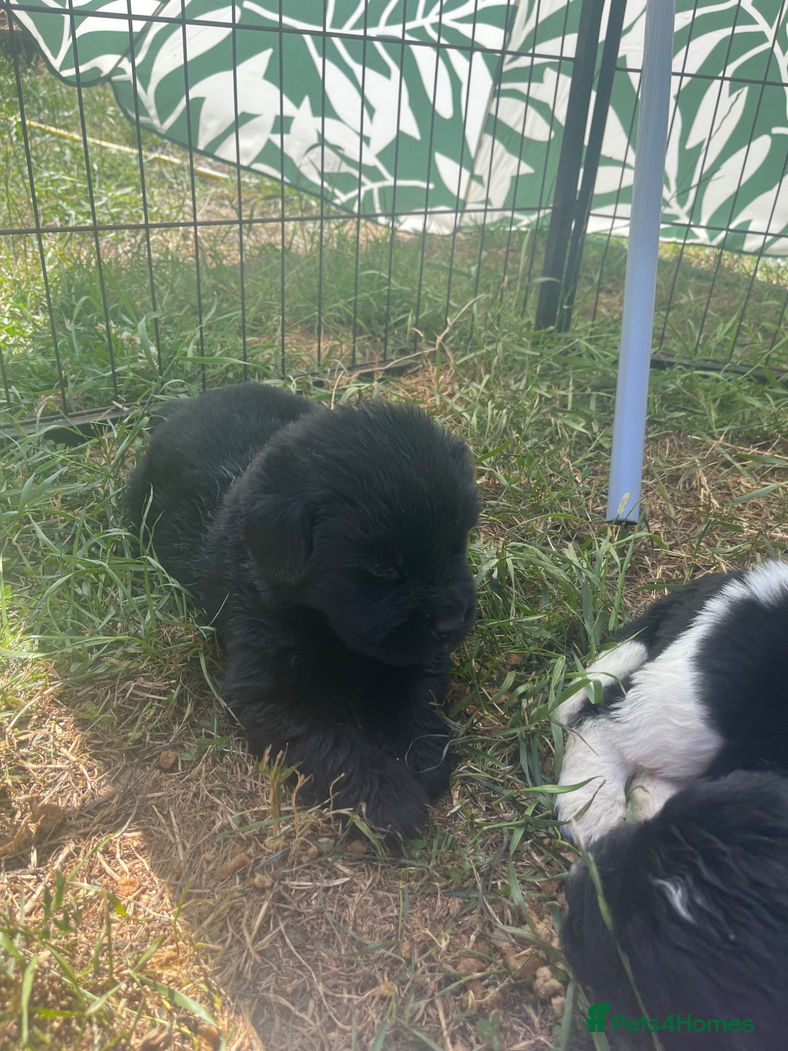 Newfoundland dogs Beautiful KC Registered Newfoundland Puppies!! - Advert 4
