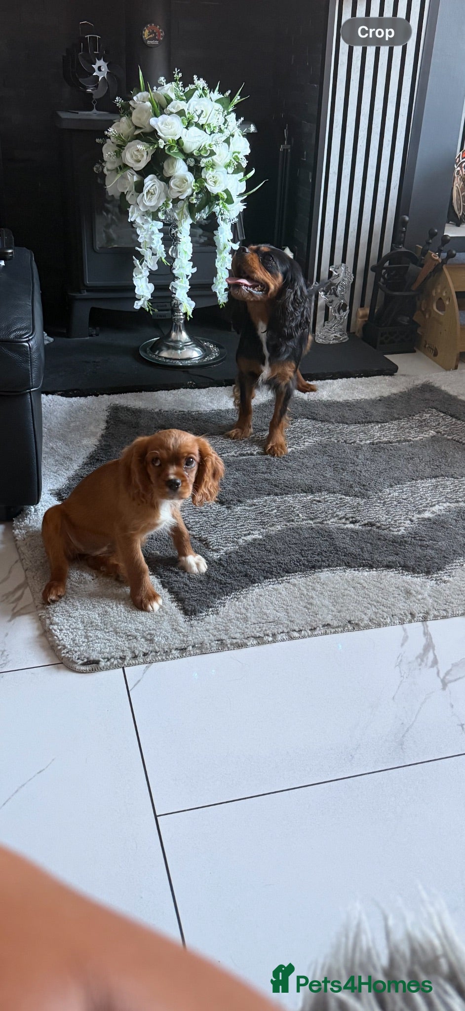 Cavalier King Charles Spaniel dogs kennel club fully vaccinated cavalier dna clear  - Advert 2