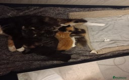 Maine Coon cats for sale: Kittens - Image 4