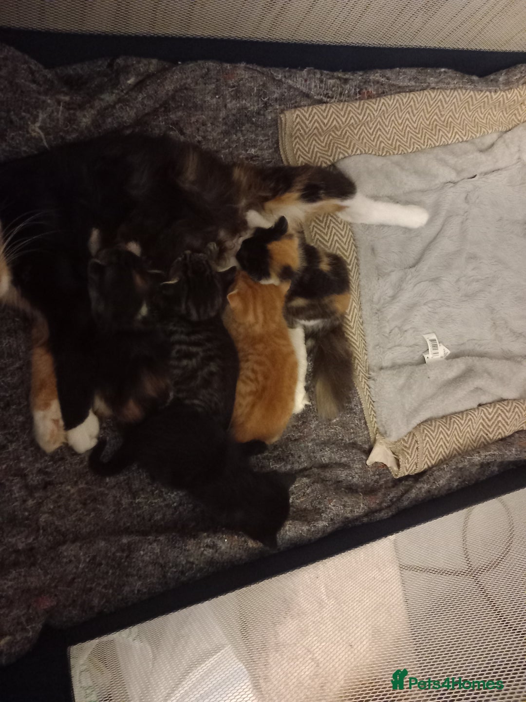 Maine Coon cats for sale: Kittens - Image 4