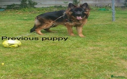 German Shepherd dogs for sale: German Shepherd Puppies  - Image 11