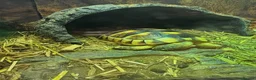 Tortoise reptiles for sale: Marginated Tortoise with full setup  - Advert 3
