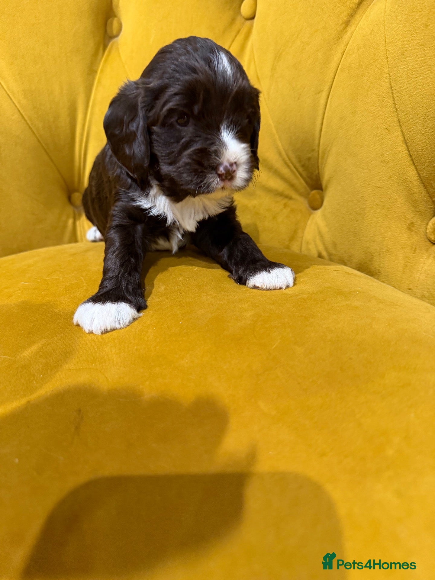 Cavapoo dogs Cavapoo puppies f1  - Advert 3